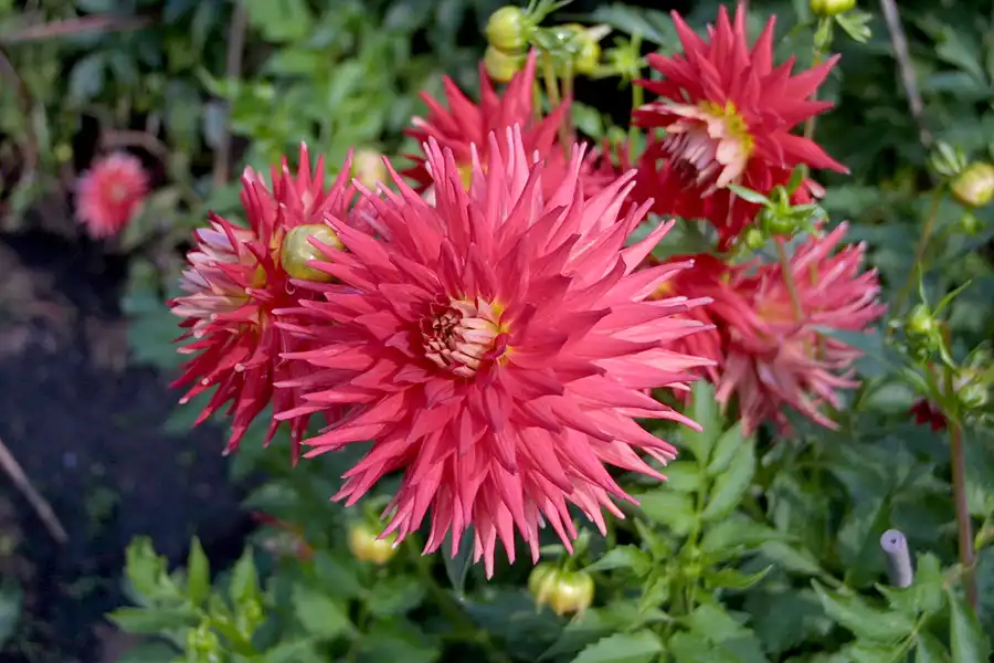 002 | 2002 | Berlin | Britzer Garten | © carsten riede fotografie