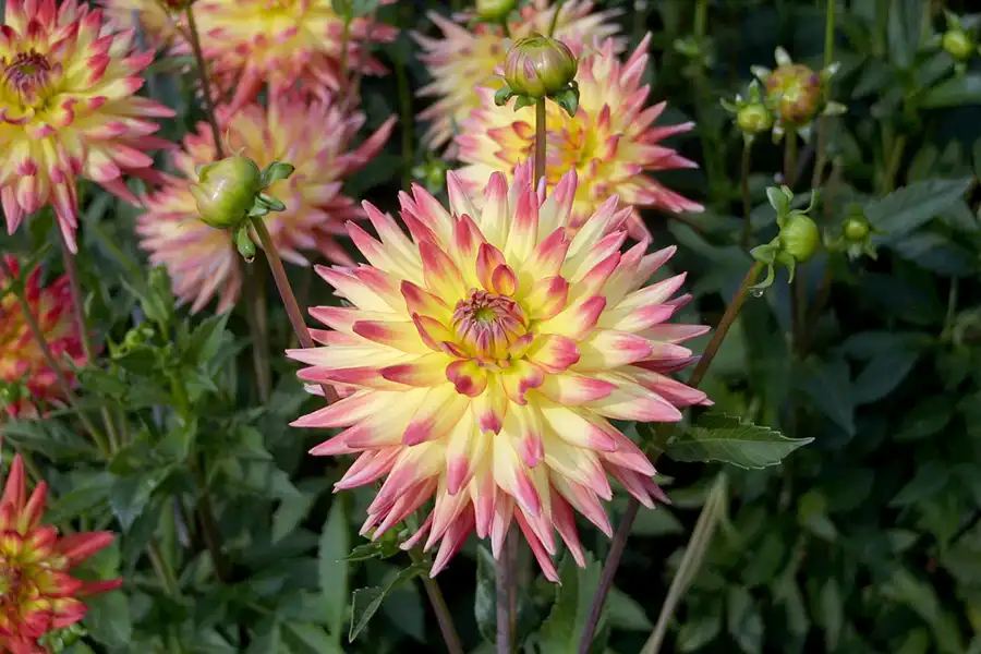003 | 2002 | Berlin | Britzer Garten | © carsten riede fotografie