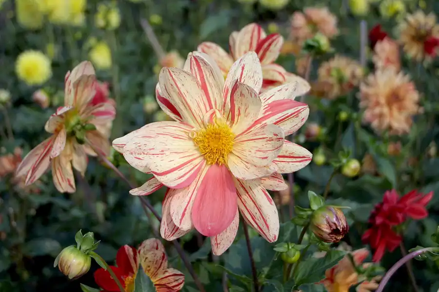 004 | 2002 | Berlin | Britzer Garten | © carsten riede fotografie