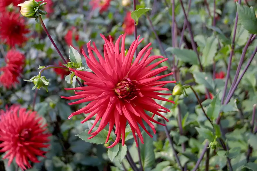 006 | 2002 | Berlin | Britzer Garten | © carsten riede fotografie