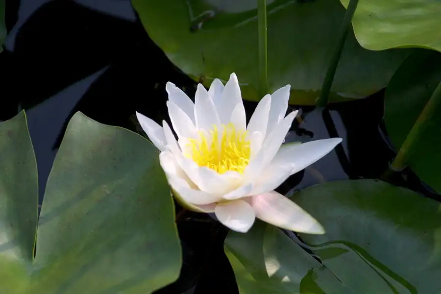 011 | 2002 | Berlin | Britzer Garten | © carsten riede fotografie