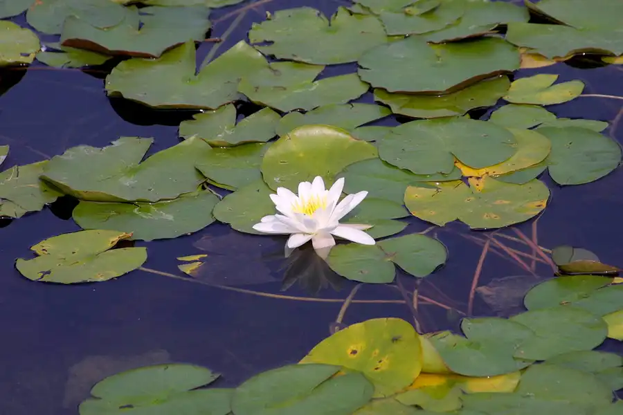 015 | 2002 | Berlin | Britzer Garten | © carsten riede fotografie