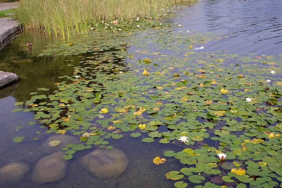 016 | 2002 | Berlin | Britzer Garten | © carsten riede fotografie