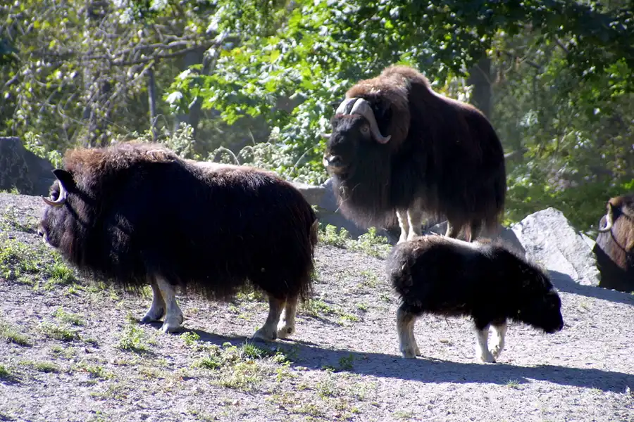 004 | 2002 | Berlin | Tierpark Friedrichsfelde | © carsten riede fotografie