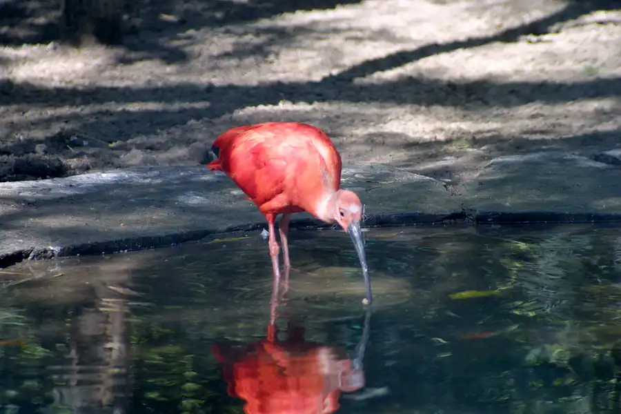 007 | 2002 | Berlin | Tierpark Friedrichsfelde | © carsten riede fotografie
