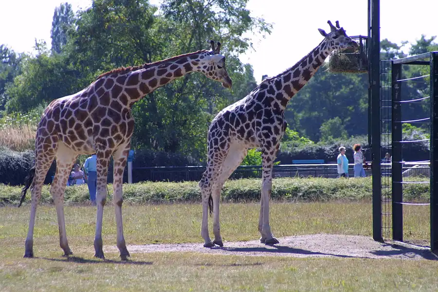 011 | 2002 | Berlin | Tierpark Friedrichsfelde | © carsten riede fotografie