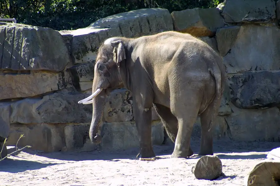 015 | 2002 | Berlin | Tierpark Friedrichsfelde | © carsten riede fotografie