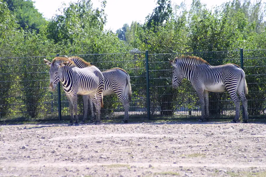 022 | 2002 | Berlin | Tierpark Friedrichsfelde | © carsten riede fotografie
