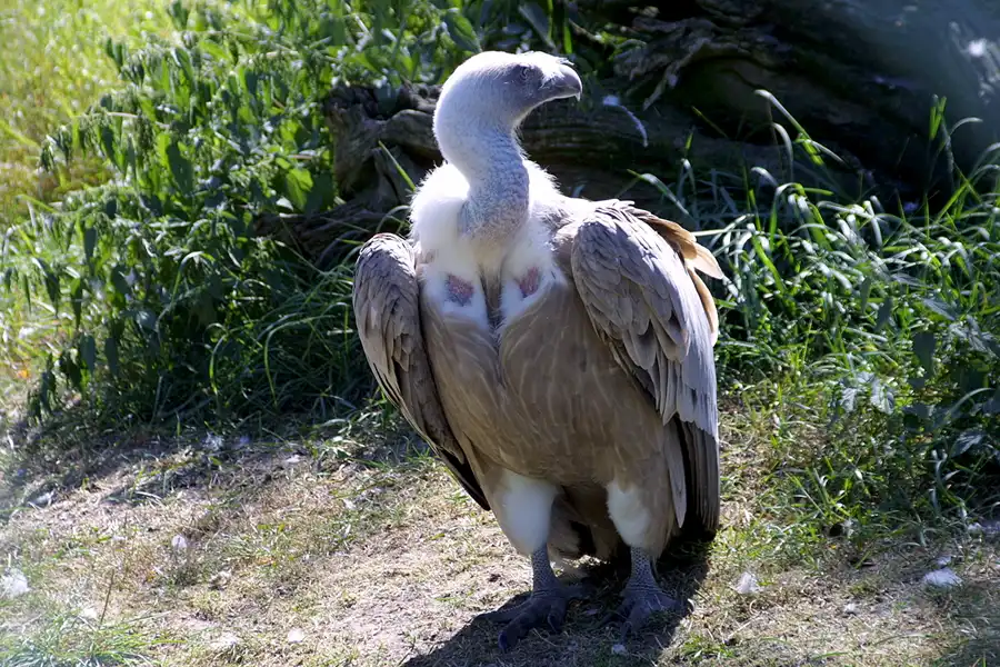 025 | 2002 | Berlin | Tierpark Friedrichsfelde | © carsten riede fotografie