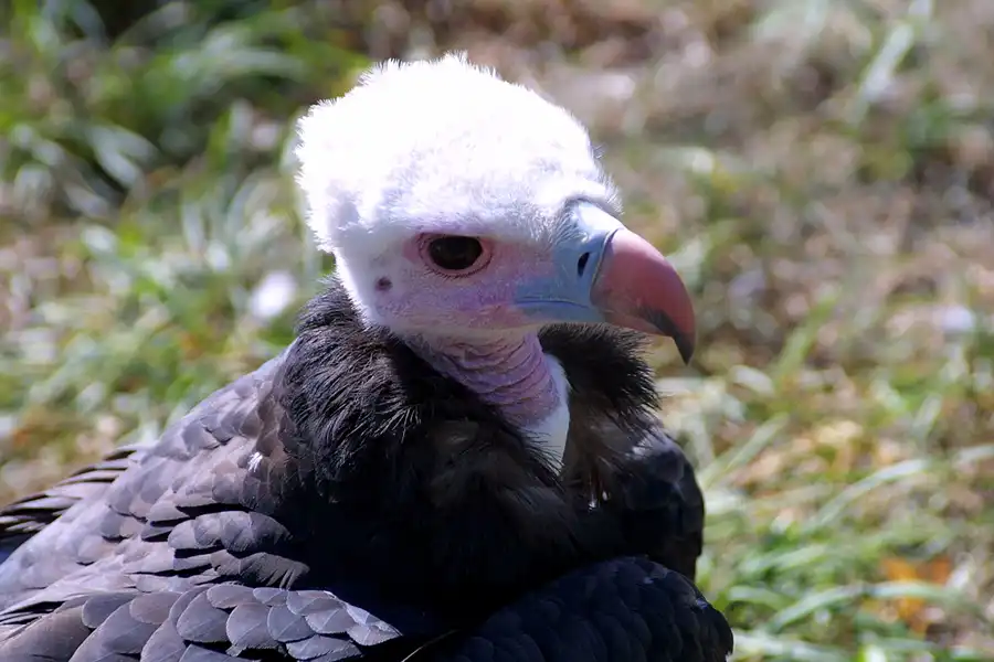 026 | 2002 | Berlin | Tierpark Friedrichsfelde | © carsten riede fotografie
