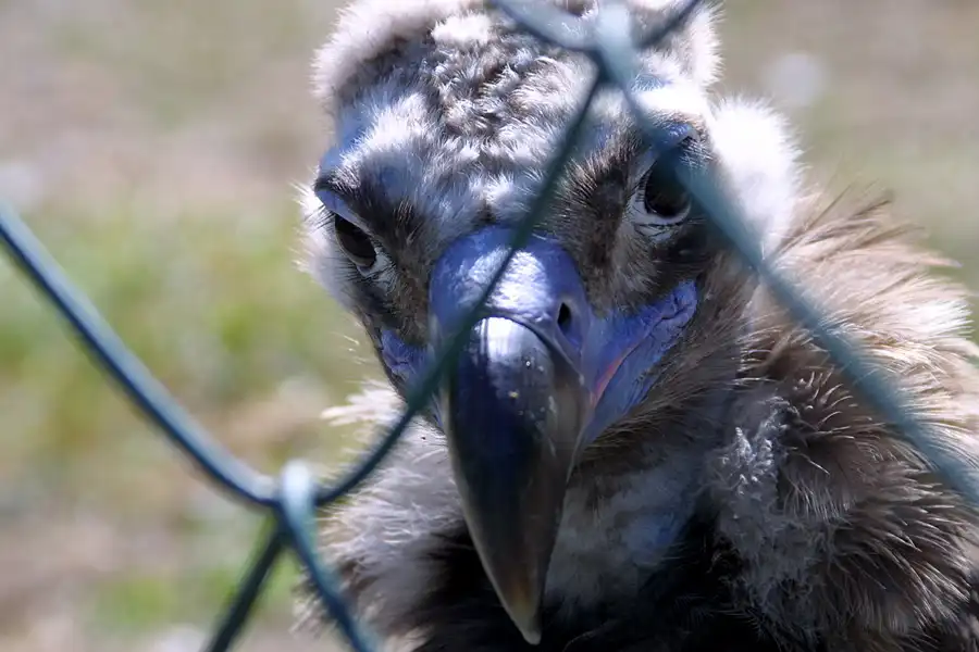 028 | 2002 | Berlin | Tierpark Friedrichsfelde | © carsten riede fotografie