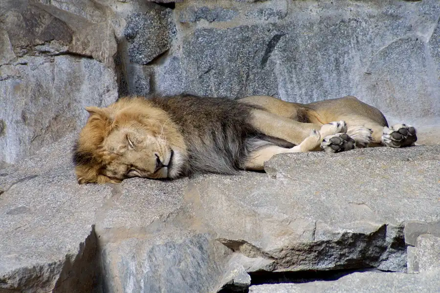 034 | 2002 | Berlin | Tierpark Friedrichsfelde | © carsten riede fotografie