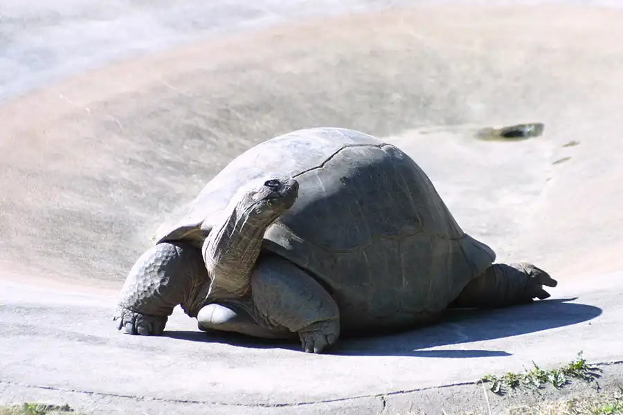 051 | 2002 | Berlin | Tierpark Friedrichsfelde | © carsten riede fotografie