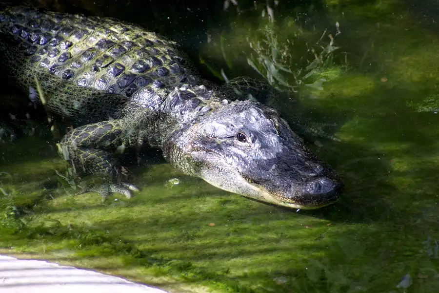 055 | 2002 | Berlin | Tierpark Friedrichsfelde | © carsten riede fotografie