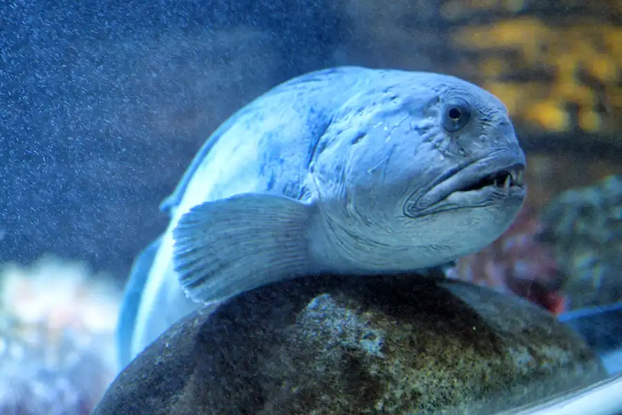 001 | 2004 | Berlin | Sea Life Center + Aqua Dom | © carsten riede fotografie