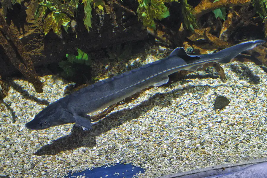 003 | 2004 | Berlin | Sea Life Center + Aqua Dom | © carsten riede fotografie