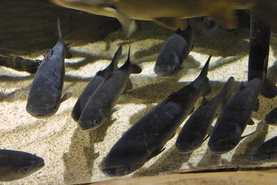 004 | 2004 | Berlin | Sea Life Center + Aqua Dom | © carsten riede fotografie