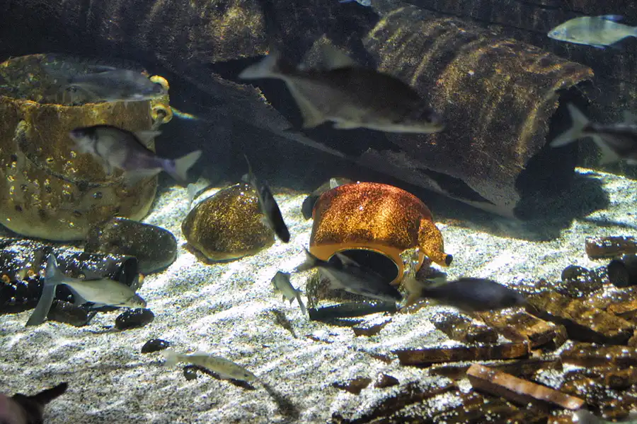 006 | 2004 | Berlin | Sea Life Center + Aqua Dom | © carsten riede fotografie