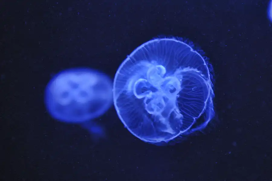 007 | 2004 | Berlin | Sea Life Center + Aqua Dom | © carsten riede fotografie