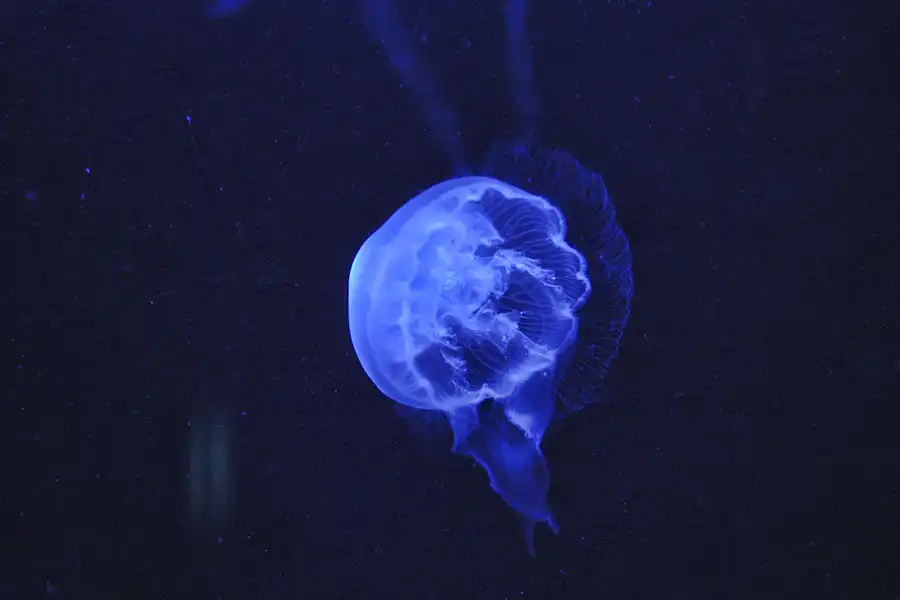 008 | 2004 | Berlin | Sea Life Center + Aqua Dom | © carsten riede fotografie