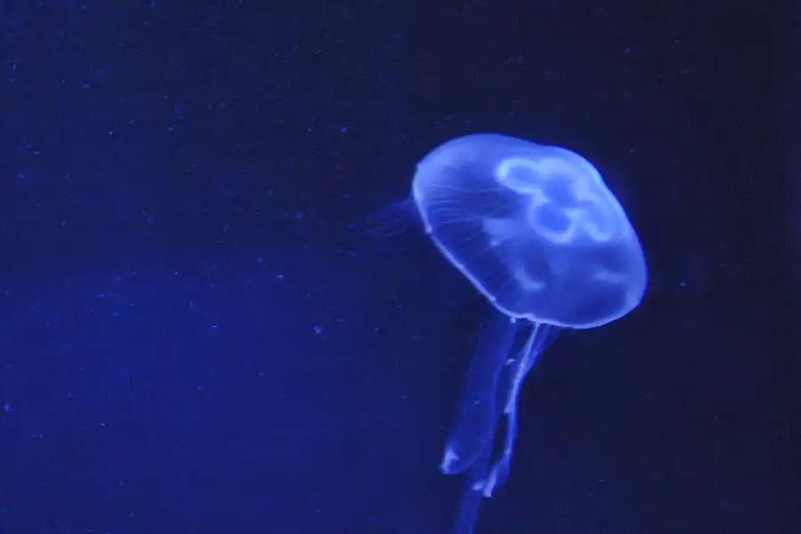 009 | 2004 | Berlin | Sea Life Center + Aqua Dom | © carsten riede fotografie