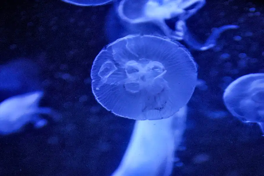 010 | 2004 | Berlin | Sea Life Center + Aqua Dom | © carsten riede fotografie