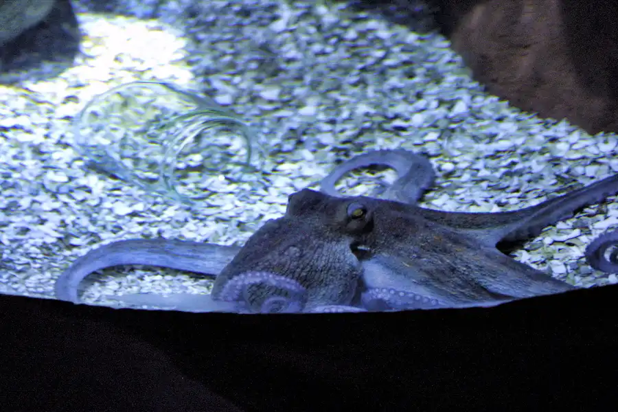 011 | 2004 | Berlin | Sea Life Center + Aqua Dom | © carsten riede fotografie