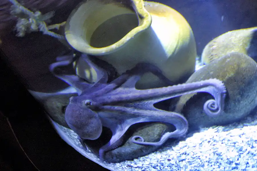 012 | 2004 | Berlin | Sea Life Center + Aqua Dom | © carsten riede fotografie