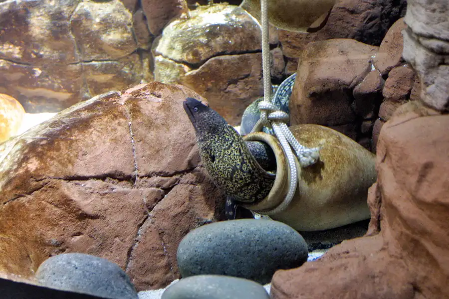 013 | 2004 | Berlin | Sea Life Center + Aqua Dom | © carsten riede fotografie