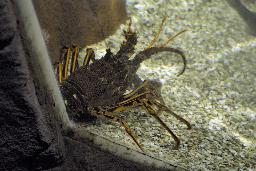 015 | 2004 | Berlin | Sea Life Center + Aqua Dom | © carsten riede fotografie