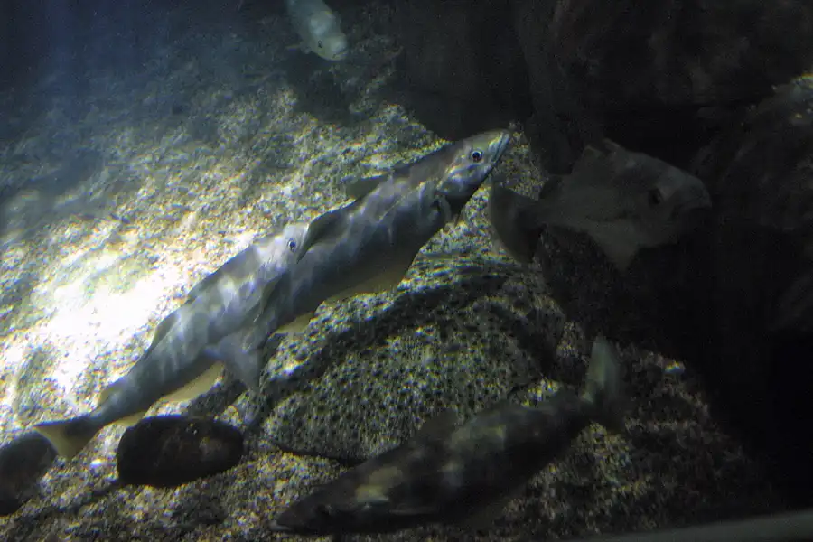 026 | 2004 | Berlin | Sea Life Center + Aqua Dom | © carsten riede fotografie