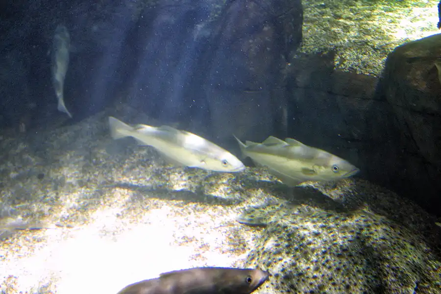 027 | 2004 | Berlin | Sea Life Center + Aqua Dom | © carsten riede fotografie