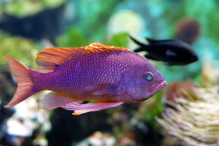 032 | 2004 | Basel | Zoologischer Garten | © carsten riede fotografie