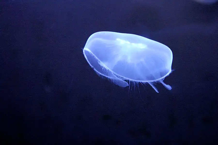 034 | 2004 | Basel | Zoologischer Garten | © carsten riede fotografie