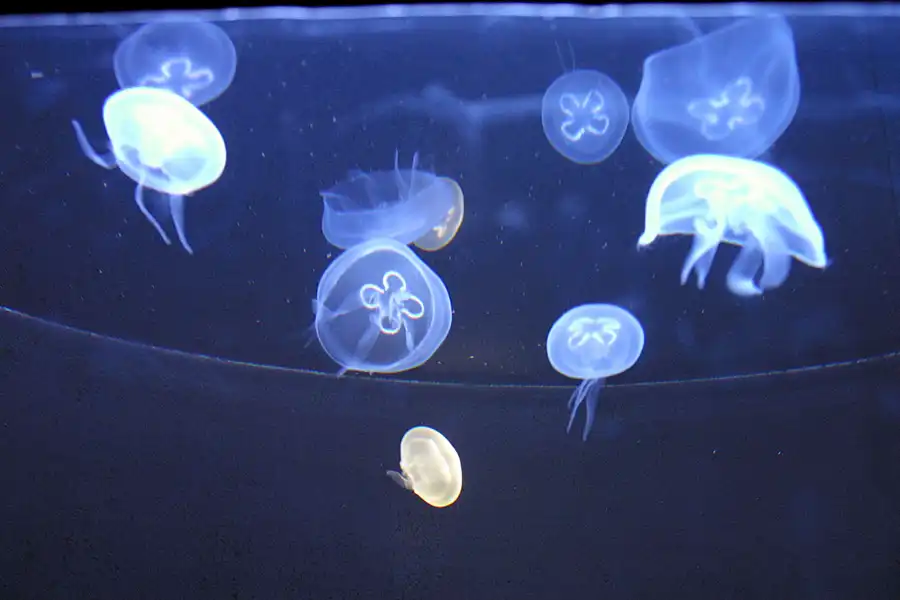 035 | 2004 | Basel | Zoologischer Garten | © carsten riede fotografie