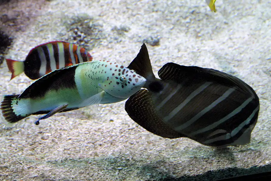 039 | 2004 | Basel | Zoologischer Garten | © carsten riede fotografie