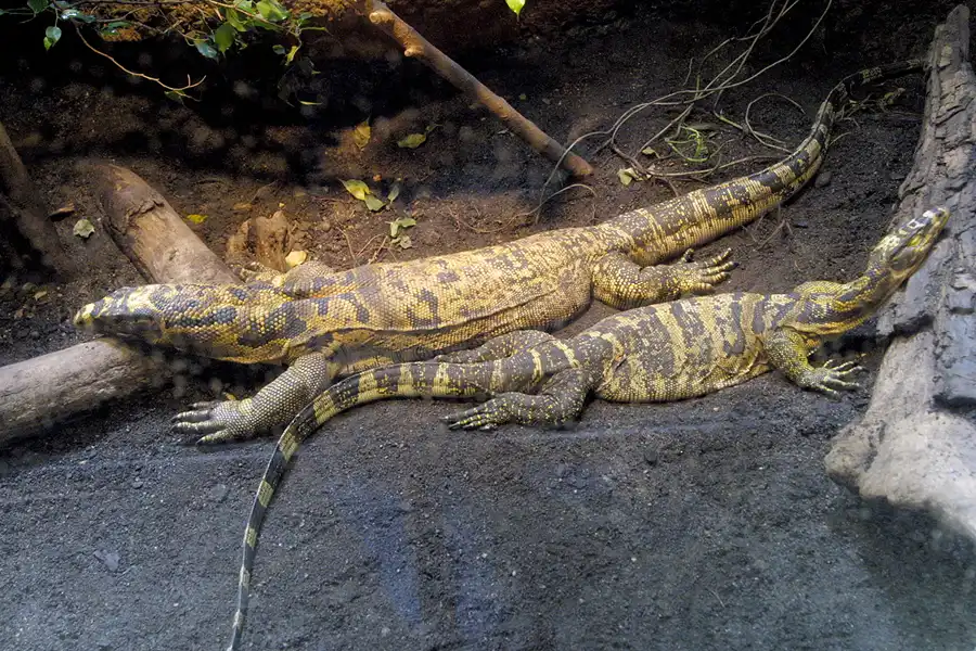 046 | 2004 | Basel | Zoologischer Garten | © carsten riede fotografie