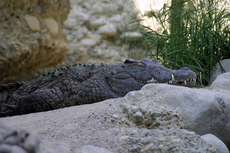 051 | 2004 | Basel | Zoologischer Garten | © carsten riede fotografie