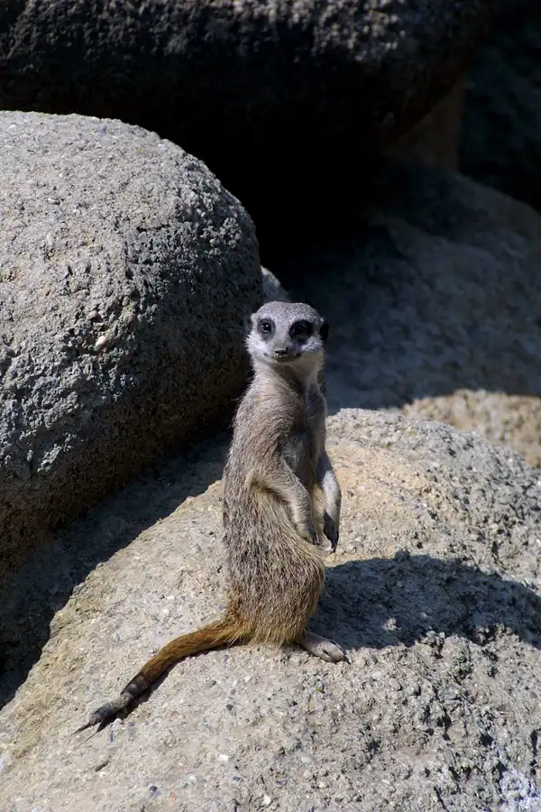 053 | 2004 | Basel | Zoologischer Garten | © carsten riede fotografie