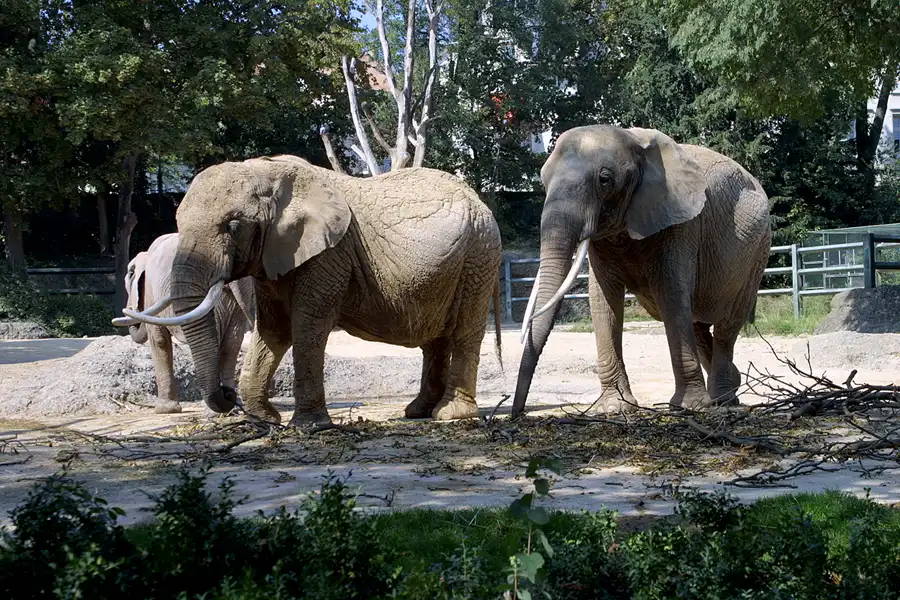 056 | 2004 | Basel | Zoologischer Garten | © carsten riede fotografie