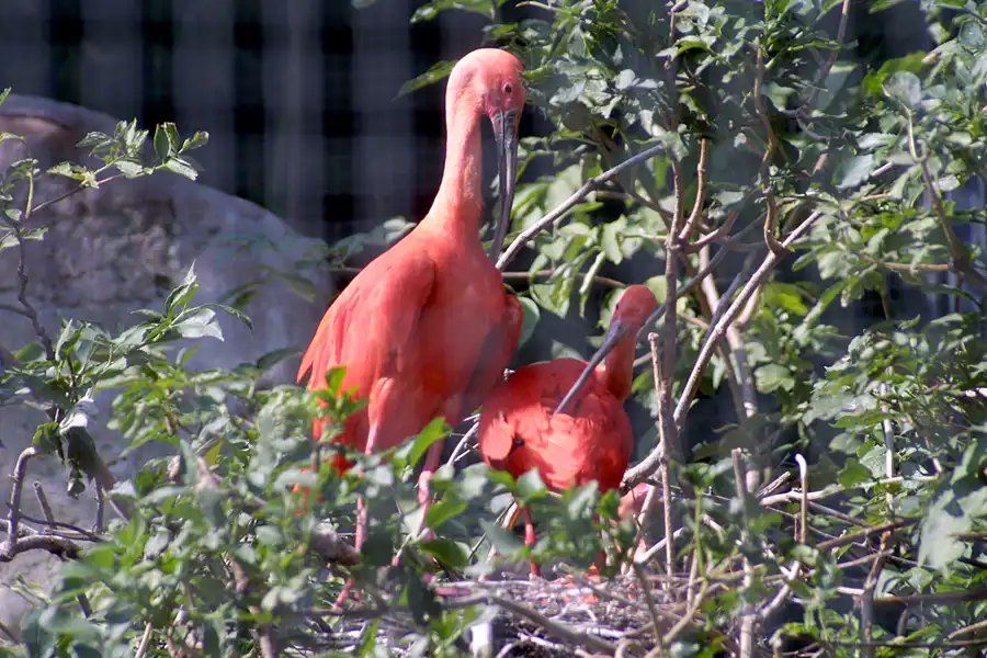 058 | 2004 | Basel | Zoologischer Garten | © carsten riede fotografie