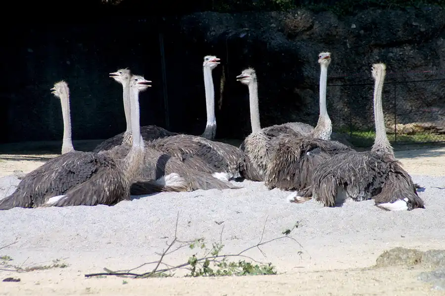 065 | 2004 | Basel | Zoologischer Garten | © carsten riede fotografie