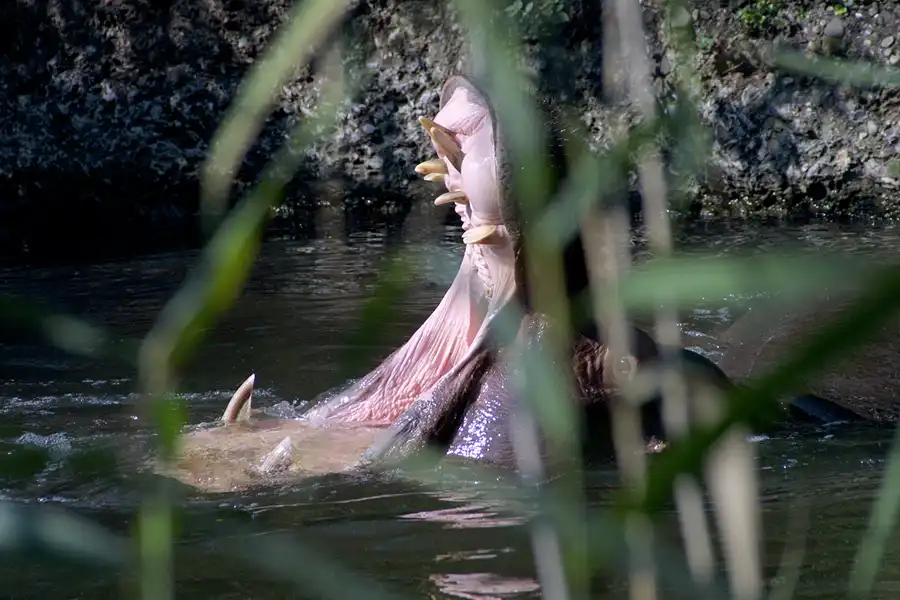 068 | 2004 | Basel | Zoologischer Garten | © carsten riede fotografie