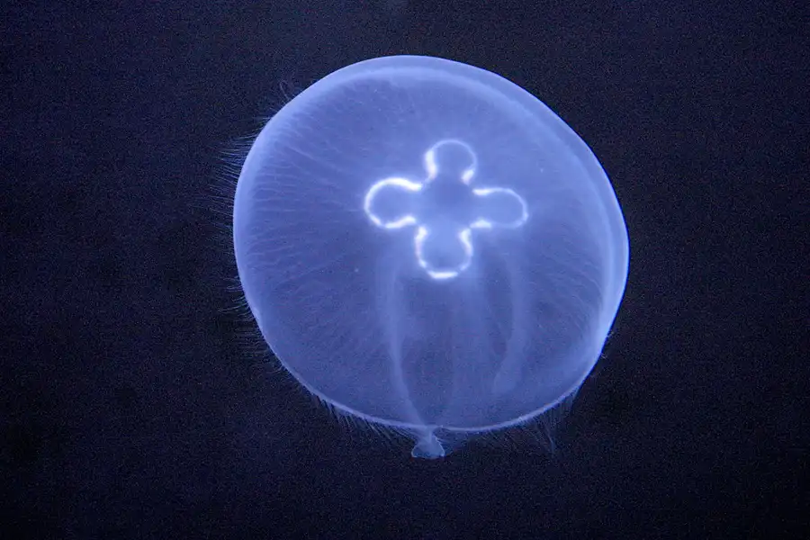 071 | 2004 | Basel | Zoologischer Garten | © carsten riede fotografie