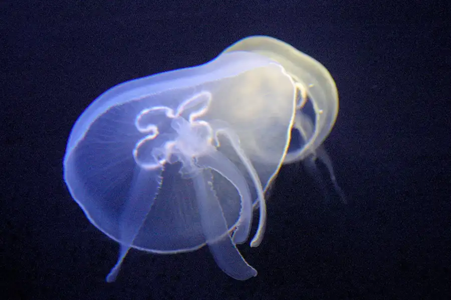 074 | 2004 | Basel | Zoologischer Garten | © carsten riede fotografie