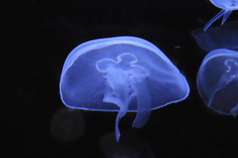 075 | 2004 | Basel | Zoologischer Garten | © carsten riede fotografie