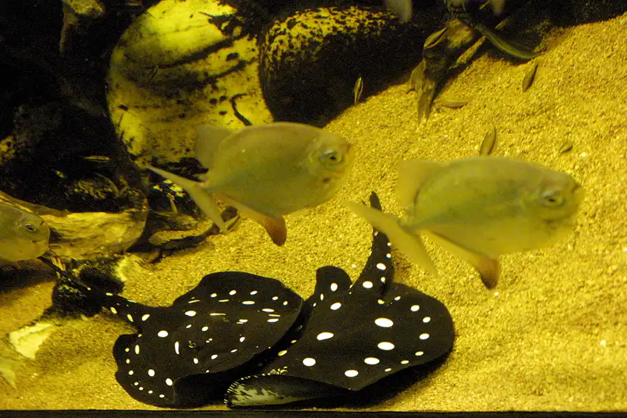 079 | 2004 | Basel | Zoologischer Garten | © carsten riede fotografie