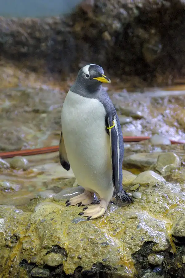 081 | 2004 | Basel | Zoologischer Garten | © carsten riede fotografie