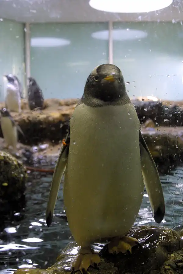 084 | 2004 | Basel | Zoologischer Garten | © carsten riede fotografie