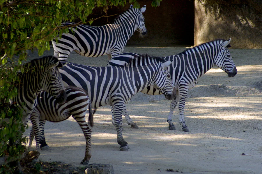 066 | 2004 | Basel | Zoologischer Garten | © carsten riede fotografie